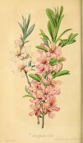N271 W1150 Botanical Illustration Antique Books Illustration