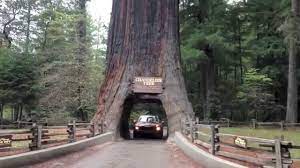 Maybe you would like to learn more about one of these? Driving Through 2 Huge Ancient Redwood Trees On The California Coast In A Mini Cooper Convertible Youtube