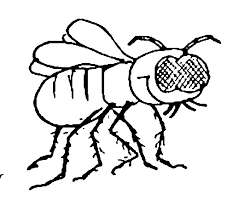 Fliege Wuschels Malvorlagen