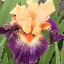 Tall Bearded Iris (Iris 'Undercurrent') in the Irises Database