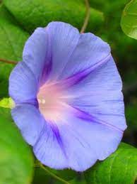 Korean Seafood Rice Bento Morning Glory Seafood Rice Flowers For You