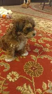 Maltipoo Yorkie Mix Puppies Yorkie Mix Yorkie Puppies