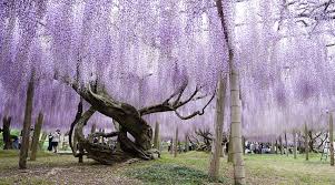 Image result for Wisteria