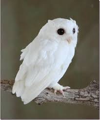 Little White Owl Rare Albino Animals Screech Owl Albino Animals
