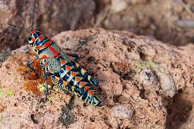 4 organic diy insect sprays for your survival garden in this article: Is There Anything Grasshoppers Won T Eat