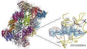 Proteasomes are the cell's protein recyclers. Sand Ins Getriebe Des Eiweisshackslers
