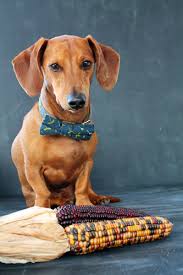 2166x1594 dogs images mini dachshund wallpaper hd wallpaper and background. Happy Thanksgiving Ammo The Dachshund