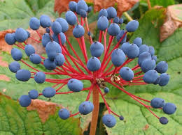 Image result for Diplolophium