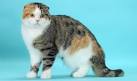 Highland Fold cat breed, photo. TopCat