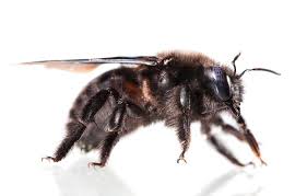 Carpenter bees and bumblebees do look somewhat alike. What Does A Carpenter Bee Wood Bee Look Like Best Bee Brothers