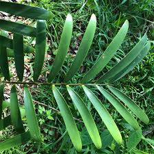 Image result for Alafia zambesiaca