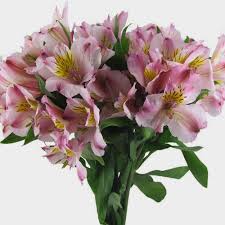 Overflowing with orange, yellow, blush and lavender alstroemerias, this bouquet truly a statement piece. Pink Alstroemeria Flower Wholesale Blooms By The Box
