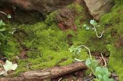 Trichostomum brachydontium | PlantZAfrica