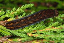 Image result for Hyppa rectilinea