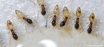 To prevent a ghost ant infestation, homeowners should keep shrubbery trimmed, ensure branches are cut back, leaf litter and debris is removed, and store firewood at least 20 feet away from the home. Ghost Ants Get Rid Of Ghost Ants Epestsupply Articles