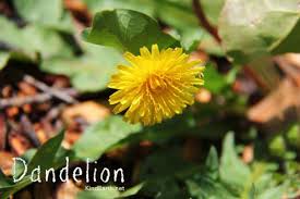 Check spelling or type a new query. All About Dandelions And Their Health Benefits Kind Earth