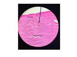 Animal cells also have a many of the differences between plant and animal cells are visible under a microscope, and it's relatively straightforward to distinguish between the two. Wilson Fung S Biology Period 4 Microscopic Organism Lab