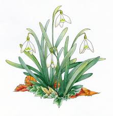 Snowdrop January Flower Of The Month