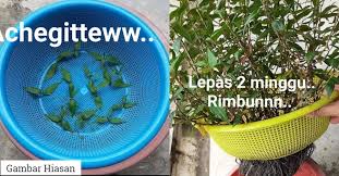 Pasu dan baldi perlu sepadan agar boleh dimasukkan dalam baldi. Cara Mudah Tanam Pokok Kesum Hanya Guna Raga Dan Besen Sahaja
