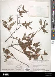 Image result for Gymnosporia arbutifolia