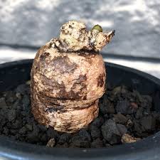 Image result for Pterodiscus elliottii