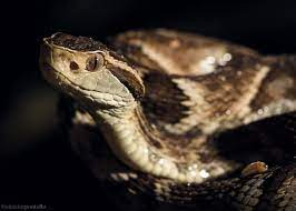 Jararaca L Bothrops Jararaca King Cobra Snake Pit Viper Cobra Snake