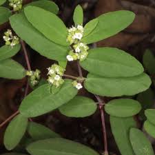 Image result for Euphorbia ophthalmica