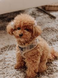 Browse maltipoo puppies for sale from 5 star breeders with uptown puppies. Where I Got Meela My Red Maltipoo Blondie In The City