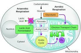Heya mate here is your answer. Topic 3 6 Cellular Respiration Biology Quiz Quizizz