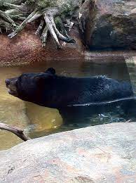 Tyler One Of The Black Bears At The Caldwell Zoo Black Bear Animal Photo Animals