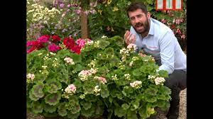 Shop fine gifts from monticello! Geranium Appleblossom Rosebud Plug Plants Thompson Morgan