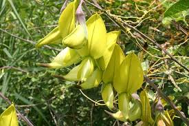 Image result for Crotalaria agatiflora