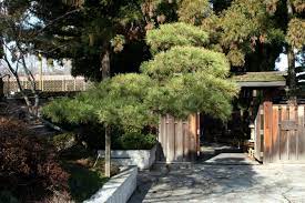 When pruning is necessary, it is recommended to only trim back the new growth of the current season, other than to remove any dieback. Pruning A Large Japanese Black Pine Capital Bonsai