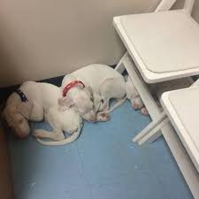 When great danes are surrendered into our program, we find them experienced foster homes who work diligently on overcoming the stress and anxieties that come with being surrendered.…. Upper Midwest Great Dane Rescue Home Facebook