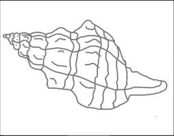 How to draw a conch shell sketches of shells easy drawing. How To Draw A Conch Shell 10 Steps With Pictures Wikihow