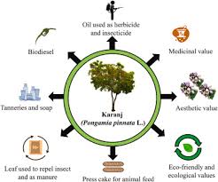 Image result for Millettia pinnata