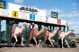 The international camel & ostrich races first took place here 60 years ago this september and, today, the tradition has ingrained itself as a piece of the the editor of the territorial enterprise printed a ficticious story about camel races in virginia city as a hoax, and the editor of the chronicle reprinted it. Fonner Park Live Horse Racing 2020 Heartland Events Center Official Site