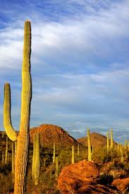 15 Fun Things To Do In Tucson With Kids No Back Home Family Adventure Travel Arizona Travel Family Travel Destinations