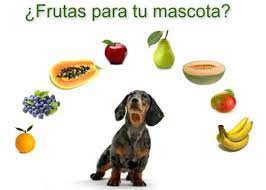 Cuidando Tu Mascota