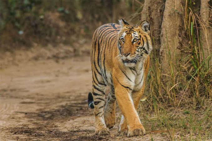 Buxa Tiger Reserve - Dooars: Get the Detail of Buxa Tiger Reserve on TimesTravel