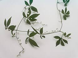 Image result for Eriosema pentaphyllum