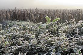 Expand_more problems faced due to frost will be handled separately. Veja As Projecoes De Geada Para A Onda De Frio Metsul Meteorologia