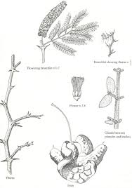 Image result for Faidherbia