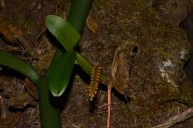 Image result for Bulbophyllum fuscum