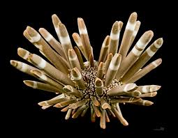 Image result for Heterocentron macrostachyum