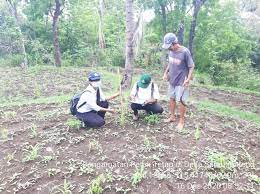 Syarat dalam budidaya tanaman jagung secara lengkap. Pemupukan Pertama Pada Tanaman Jagung