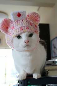 38 Cat hats ideas