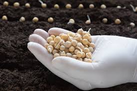 Natural pearls are very rare jewels and their value is determined due to size, shape, colour, quality of surface and lustre. Germinating Peas Top Tips Facts