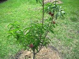 Check spelling or type a new query. Peach Trees For Central Florida Youtube