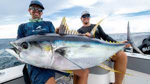 Maybe you would like to learn more about one of these? Monster Yellowfin Tuna Youtube